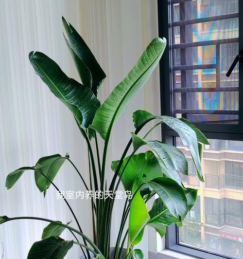 室内适合种植哪些花卉？如何选择适合室内环境的植物？