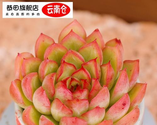 多肉女雏的养殖技巧有哪些？如何防止多肉女雏徒长？