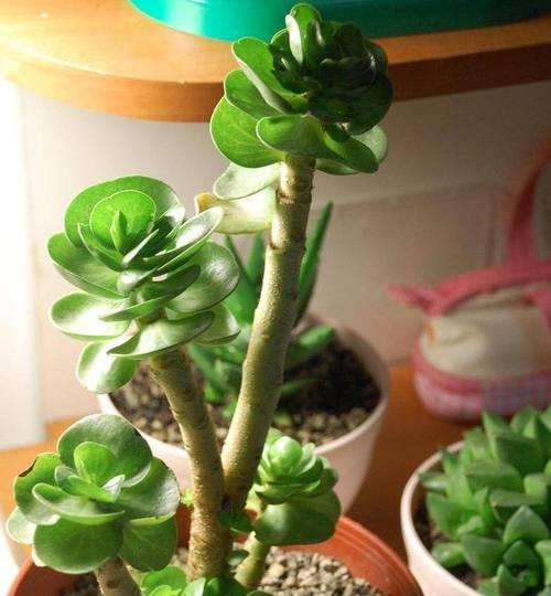 高花盆适合种植哪些花卉？