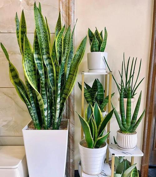 高花盆适合种植哪些花卉？