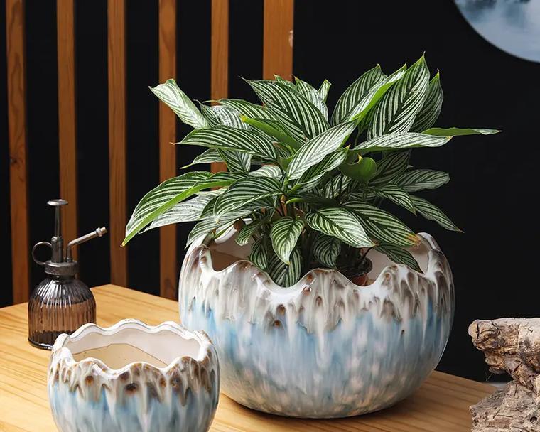 高花盆适合种植哪些花卉？