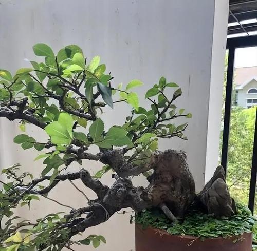 银杏树盆景的最佳生长环境是什么？