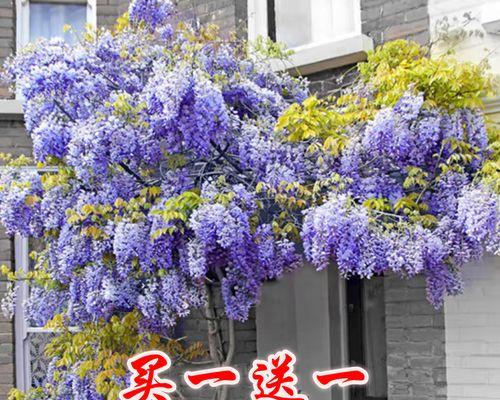 紫藤如何繁殖才能长得快？需要什么特殊处理吗？