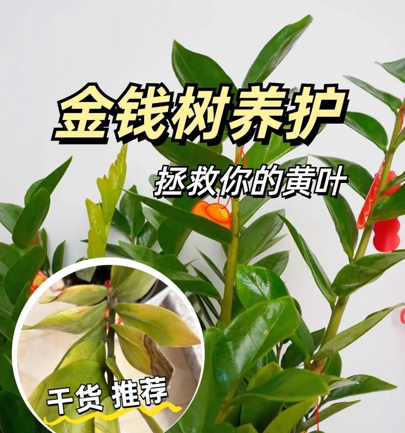 金钱树叶子发黄是什么原因？如何解决？