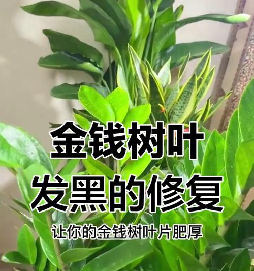 金钱树叶子发黄是什么原因？如何解决？
