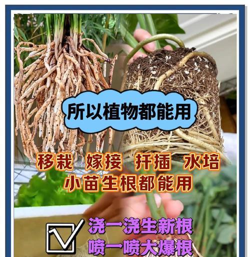 生根粉的正确使用方法是什么？使用后多久能看到效果？