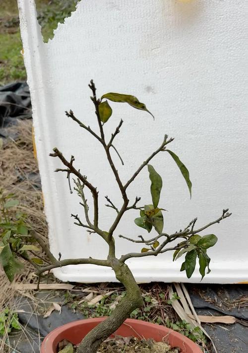 盆栽矮化苹果树为何不结果？如何促进果实生长？