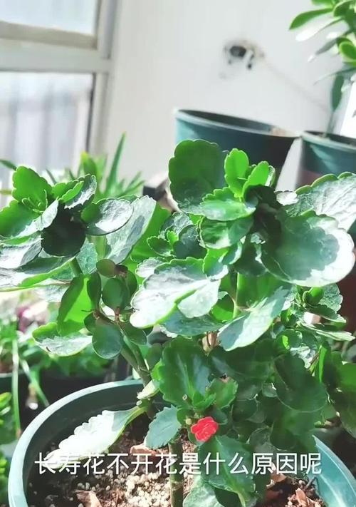 长寿花叶子脱落原因是什么？如何处理？