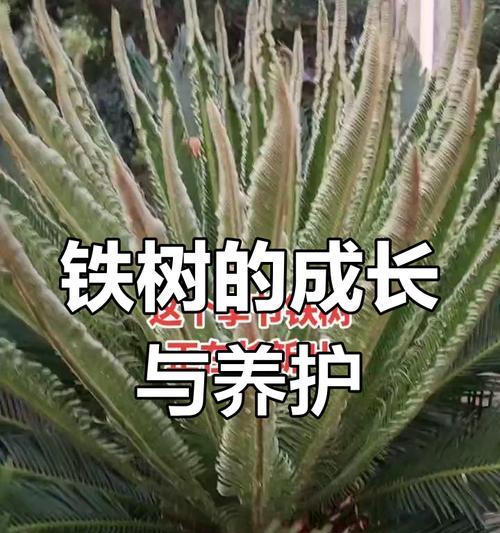 铁树的正确养护方法是什么？如何解决铁树生长缓慢的问题？