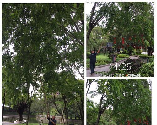澎湖树的养殖环境要求是什么？如何进行修剪和管理？