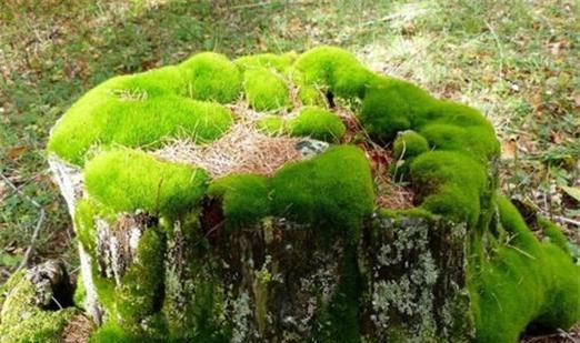 苔藓植物有哪些种类？它们的生长环境是什么？