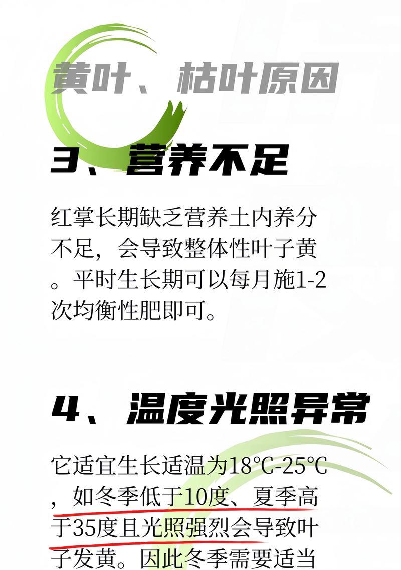 红掌叶子烂了怎么办？如何预防和处理？