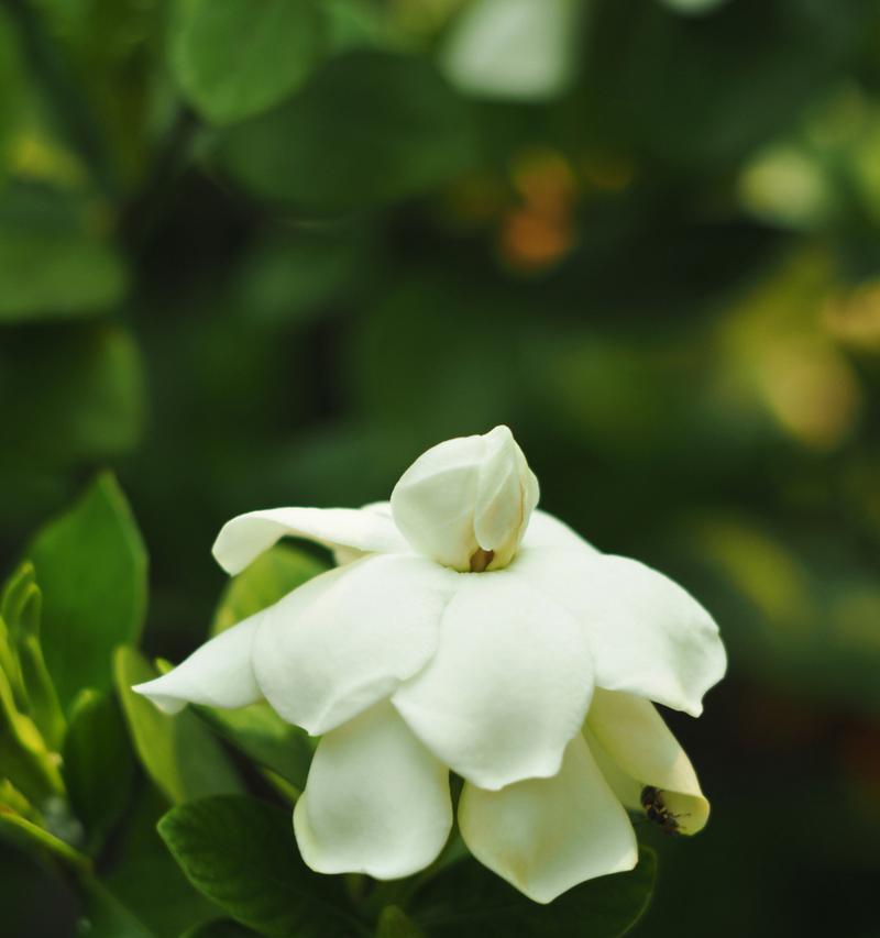 水栀子花的养殖方法是什么？水栀子花如何保持花开不断？