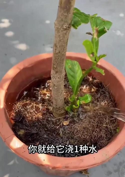 水栀子花的养殖方法是什么？水栀子花如何保持花开不断？