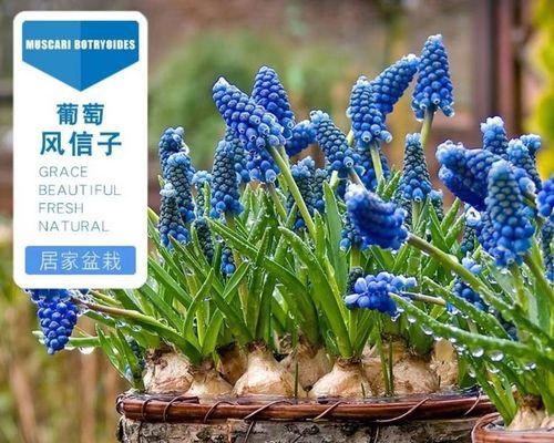 风信子适合种植在什么土壤中？如何选择合适的土壤？