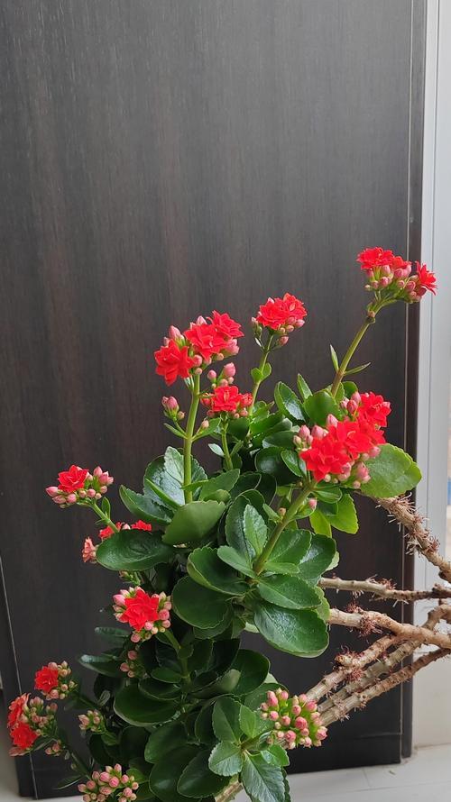 长春花的过冬方法是什么？如何让长春花更好地过冬？