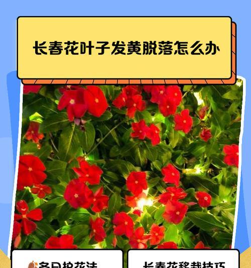 长春花的过冬方法是什么？如何让长春花更好地过冬？