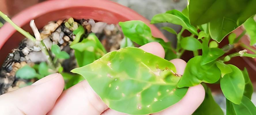 三角梅落叶的原因是什么？如何解决？