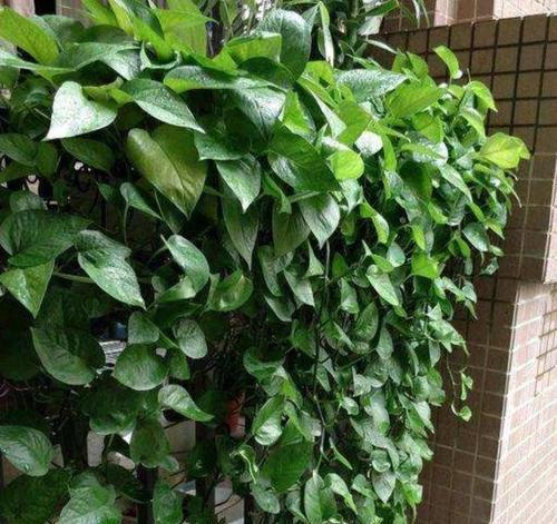 绿萝种植的正确方式是什么？如何保证绿萝快速生长？