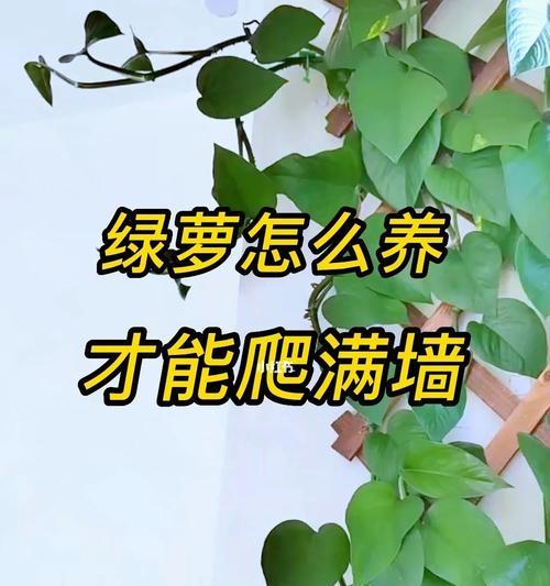 绿萝种植的正确方式是什么？如何保证绿萝快速生长？
