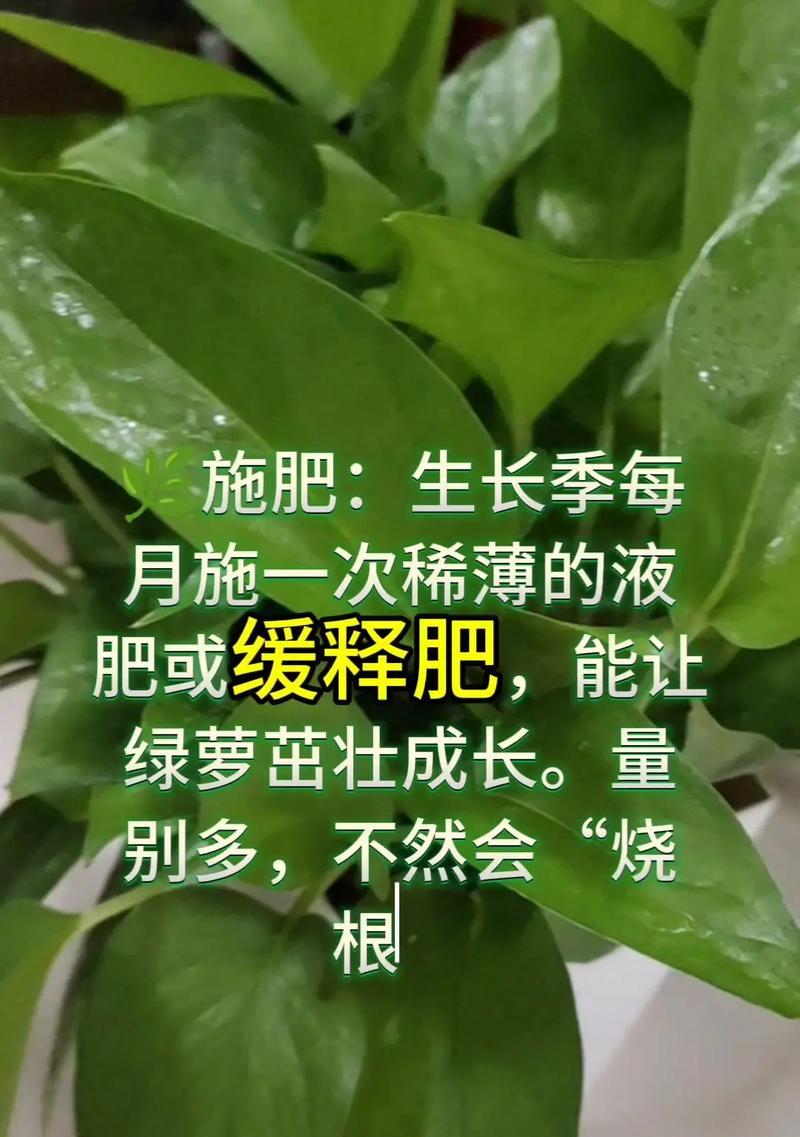 绿萝种植的正确方式是什么？如何保证绿萝快速生长？