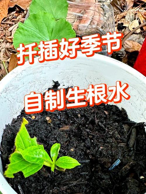 怎么样让植物生根？有哪些促进生根的小技巧？