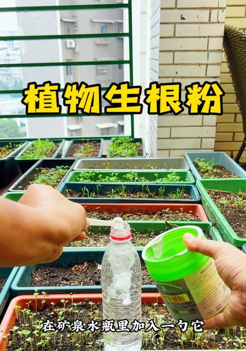 怎么样让植物生根？有哪些促进生根的小技巧？
