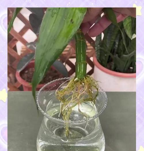 怎么样让植物生根？有哪些促进生根的小技巧？