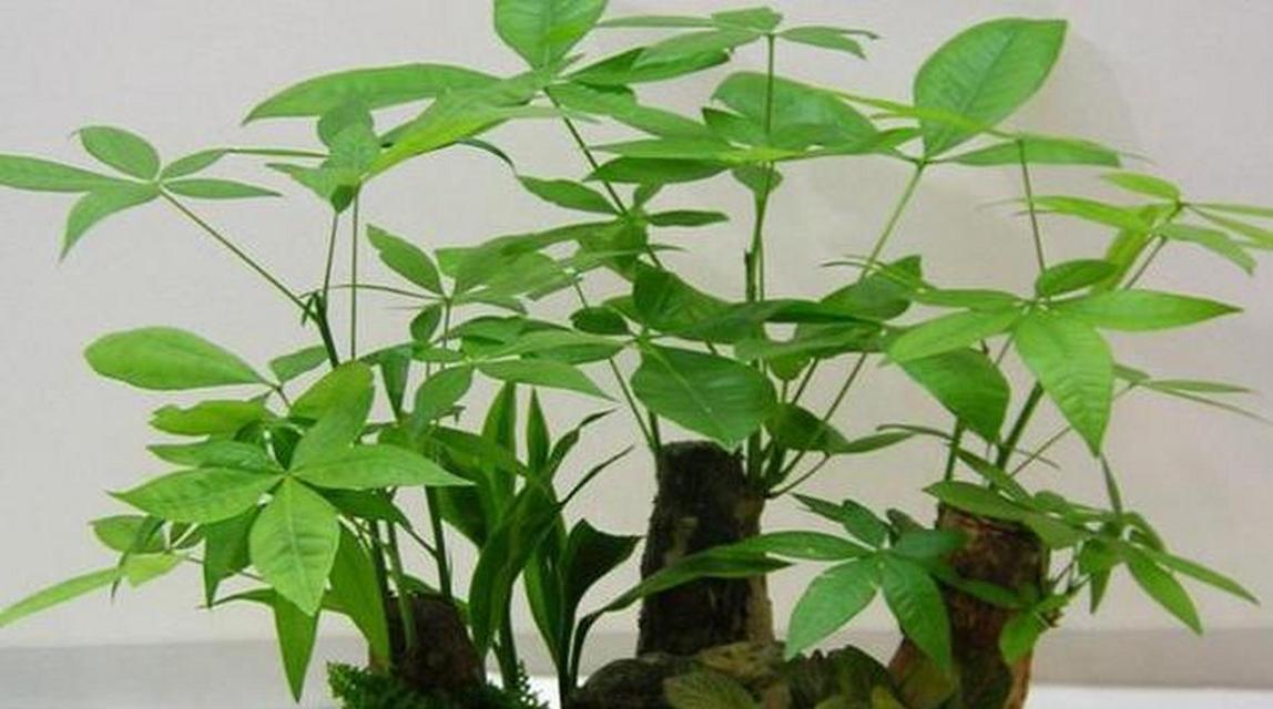 大盆发财树的养护要点有哪些？如何避免黄叶？