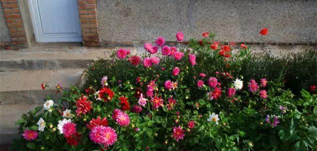 包头市花是什么？如何在家中种植和养护？