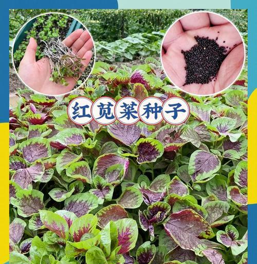 苋菜的最佳播种时间是什么时候？播种苋菜有哪些注意事项？