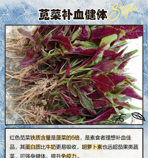 苋菜的最佳播种时间是什么时候？播种苋菜有哪些注意事项？
