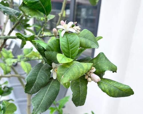 植物叶子打卷的原因是什么？如何解决叶子打卷的问题？