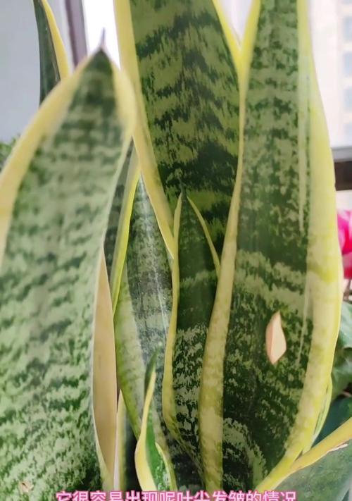 植物叶子打卷的原因是什么？如何解决叶子打卷的问题？