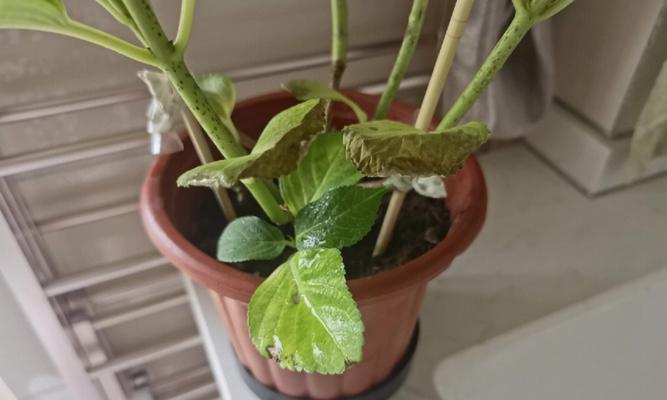 植物叶子打卷的原因是什么？如何解决叶子打卷的问题？