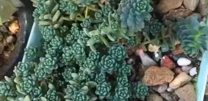 多肉植物出现介壳虫的原因是什么？