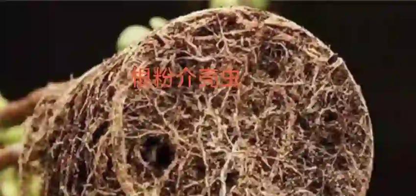 多肉植物出现介壳虫的原因是什么？
