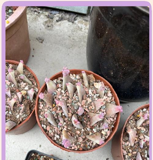 多肉叶片出芽的最快方法是什么？如何提高多肉叶片的生根率？