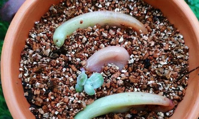 多肉叶片出芽的最快方法是什么？如何提高多肉叶片的生根率？