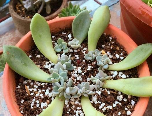 多肉叶片出芽的最快方法是什么？如何提高多肉叶片的生根率？