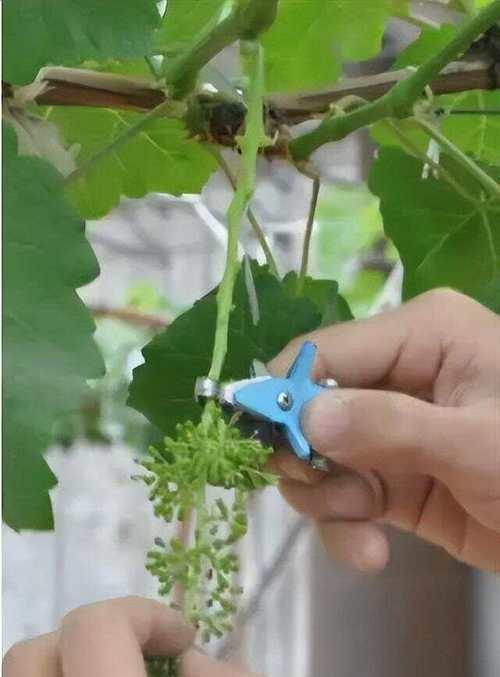 盆栽葡萄应该保留多少花序和叶子？这样做有什么好处？