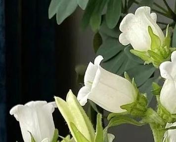 风铃花的种植方法是什么？如何确保其顺利发芽？