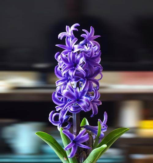 风铃花的种植方法是什么？如何确保其顺利发芽？