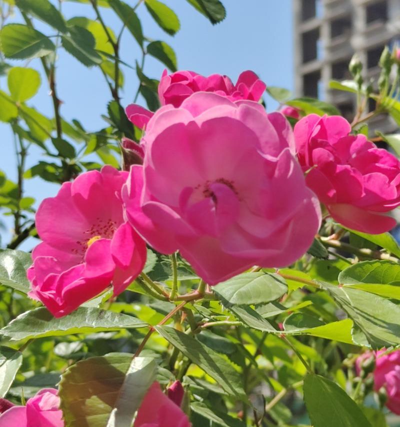 蔷薇的养殖方法是什么？如何保持其花朵鲜艳？