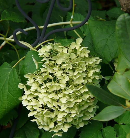 蔷薇的养殖方法是什么？如何保持其花朵鲜艳？