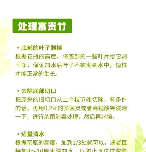 长根富贵竹的养殖技巧是什么？如何促进富贵竹根系生长？