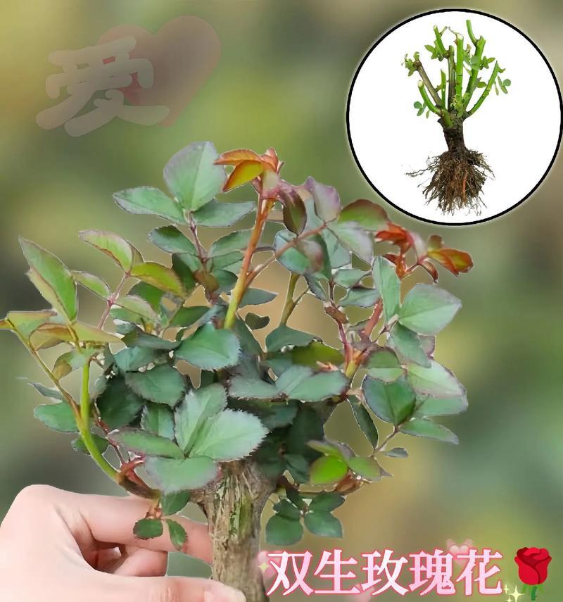 玫瑰花养殖的常见问题和解决方法有哪些？