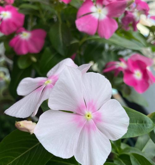 四季梅种子的种植技巧有哪些？四季梅种子播种需要注意什么？