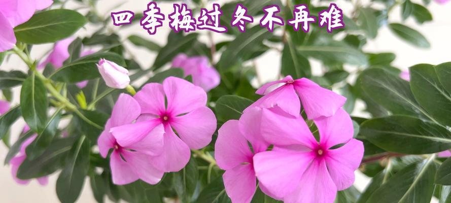 四季梅种子的种植技巧有哪些？四季梅种子播种需要注意什么？
