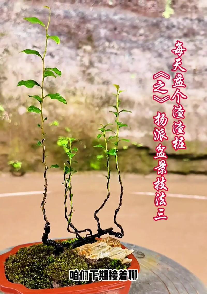 六月雪提根的正确方法是什么？提根后如何护理？